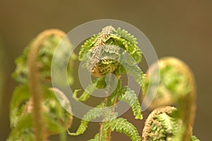 Young fern grows and develops a stem