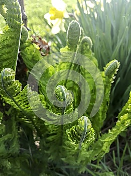 Young fern grows in early spring. Spring crops. Fern leaves unwind slowly in spring. The first leaves of fern in the