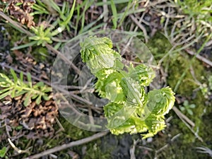 Young fern grows in early spring. Spring crops. Fern leaves unwind slowly in spring. The first leaves of fern in the