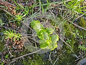 Young fern grows in early spring. Spring crops. Fern leaves unwind slowly in spring. The first leaves of fern in the