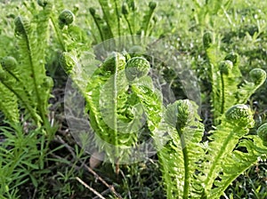 Young fern grows in early spring. Spring crops. Fern leaves unwind slowly in spring. The first leaves of fern in the