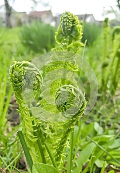 Young fern grows in early spring. Spring crops. Fern leaves unwind slowly in spring. The first leaves of fern in the