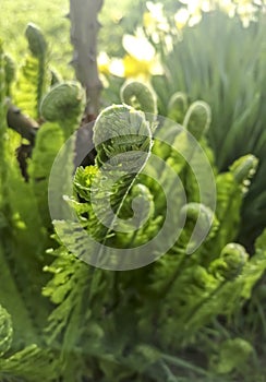 Young fern grows in early spring. Spring crops. Fern leaves unwind slowly in spring. The first leaves of fern in the