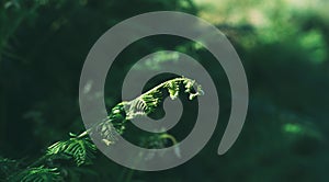 Young fern growths with the background out of focus. Selective focus. Copy space photo