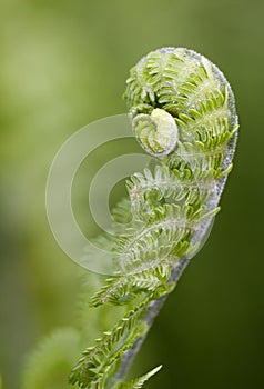 Young fern isolated on green background