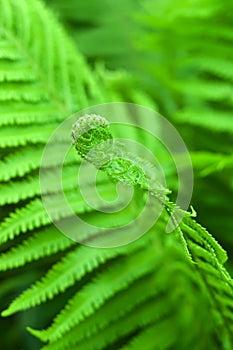 Young fern leaf.