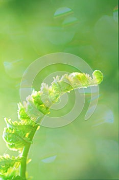 Young fern leaf