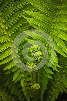 Young fern leaf. (DryÃÂ³pteris, Dryopteridaceae)