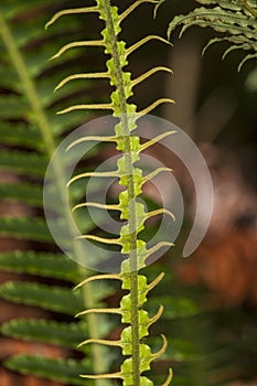 Young fern leaf in forest. New Zealand.