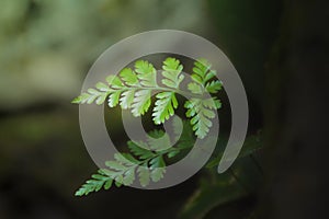 Young fern leaf growing as Springtime approches