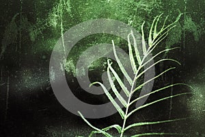 Young fern leaf plant close up on green grunge abstract digital background. New life, hope, fear in simplicity concept.