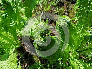 Young fern leaves. The first green leaves on the fern are spinning. Fern leaves unwind in the spring.