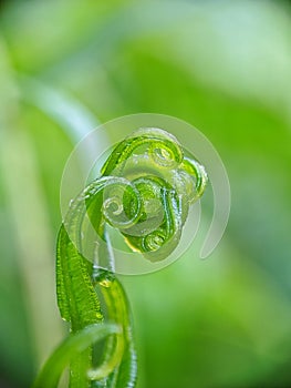 young fern leaves, looking fresh green in Indonesia are often consumed by local people