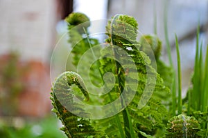 Young fern leaves unfold close-up photo.