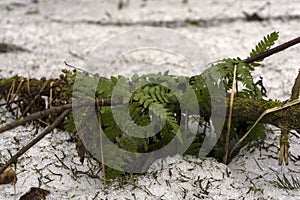 Young fern among melting snow in the forest in early spring