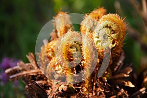 A young fern plant blooms