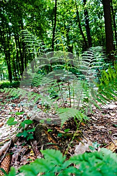 Young fern plant in the forest