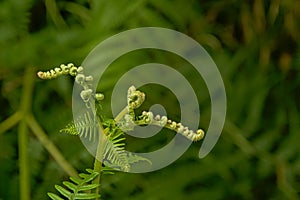 Young fern plant unrolling it`s leafs, selective focus