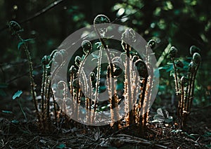 Young fern shoots coiled in a spiral close-up. The concept of a new life