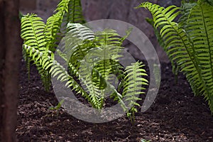 Young fern shoots in cultivated soil