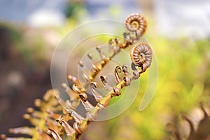 Young fern spiral leaf on nature background