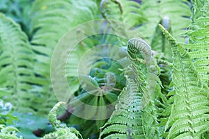 Young fern in spring forest