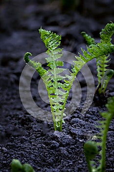 Young fern, sprouting in the spring in a garden on an open ground, restoration of nature
