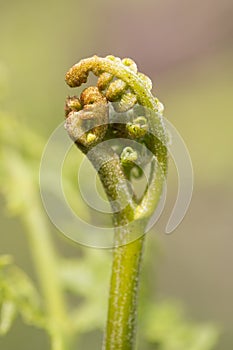 Young Fern before uncurling.