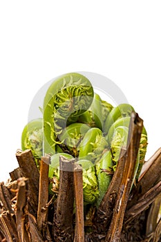 Young fern unrolling