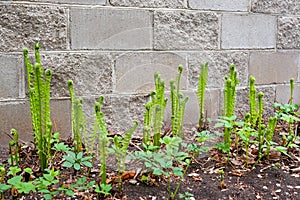 Young ferns have sprung up in the garden along the fence. Green swirling leaves