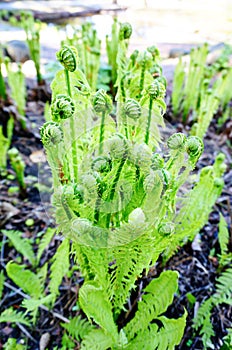 Young ferns in park