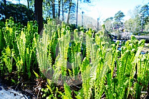 Young ferns in park