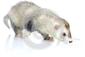 Young ferret.