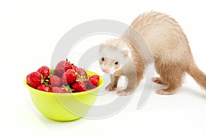 Young ferret with a bowl of strewberry over white.