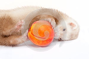 Young ferret playing with a peach