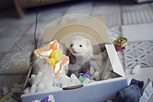 Young ferret plays in the play box. Curious animal pet in home with toys