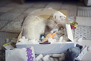 Young ferret plays in the play box. Curious animal pet in home with toys