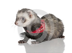 Young ferret wearing a red scarf