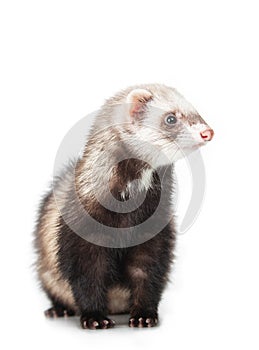 Young ferret on white