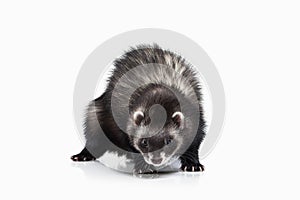 Young ferret on white background