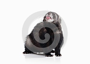 Young ferret on white background