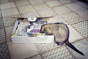 Young ferrets examines the play box. Curious animal pet in home with toys