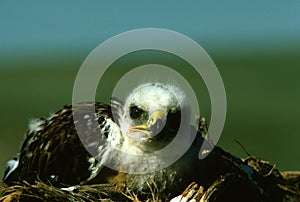 Young Ferruginous Hawk