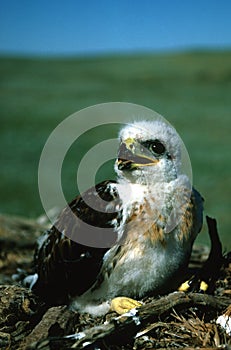 Young Ferruginous Hawk