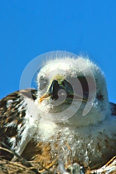 Young Ferruginous Hawk