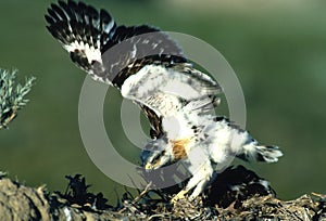Young Ferruginous Hawk