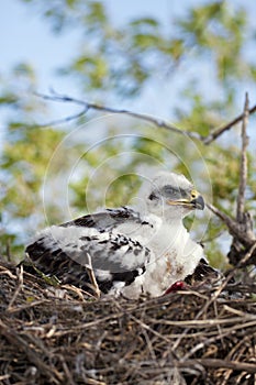 Young Ferruginous Hawk Chick