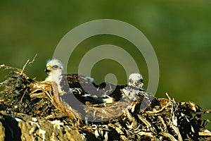 Young Ferruginous Hawks in Nest