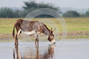 Young fertile donkey drinking water