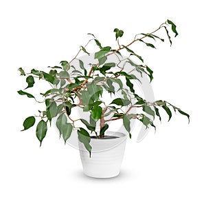 Young Ficus benjamina a potted plant isolated over white